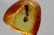 琥珀中的昆虫为何能万年不腐？古人为何未将其用于防腐尸体？
