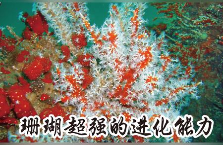 珊瑚：自然界中的进化奇迹