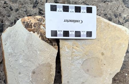 湖南省惊现5.4亿年前完整保存的海绵化石